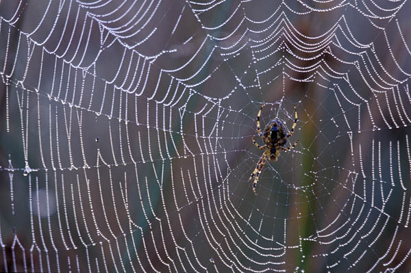 Kreuzspinne im Spinnennetz mit Tautropfen